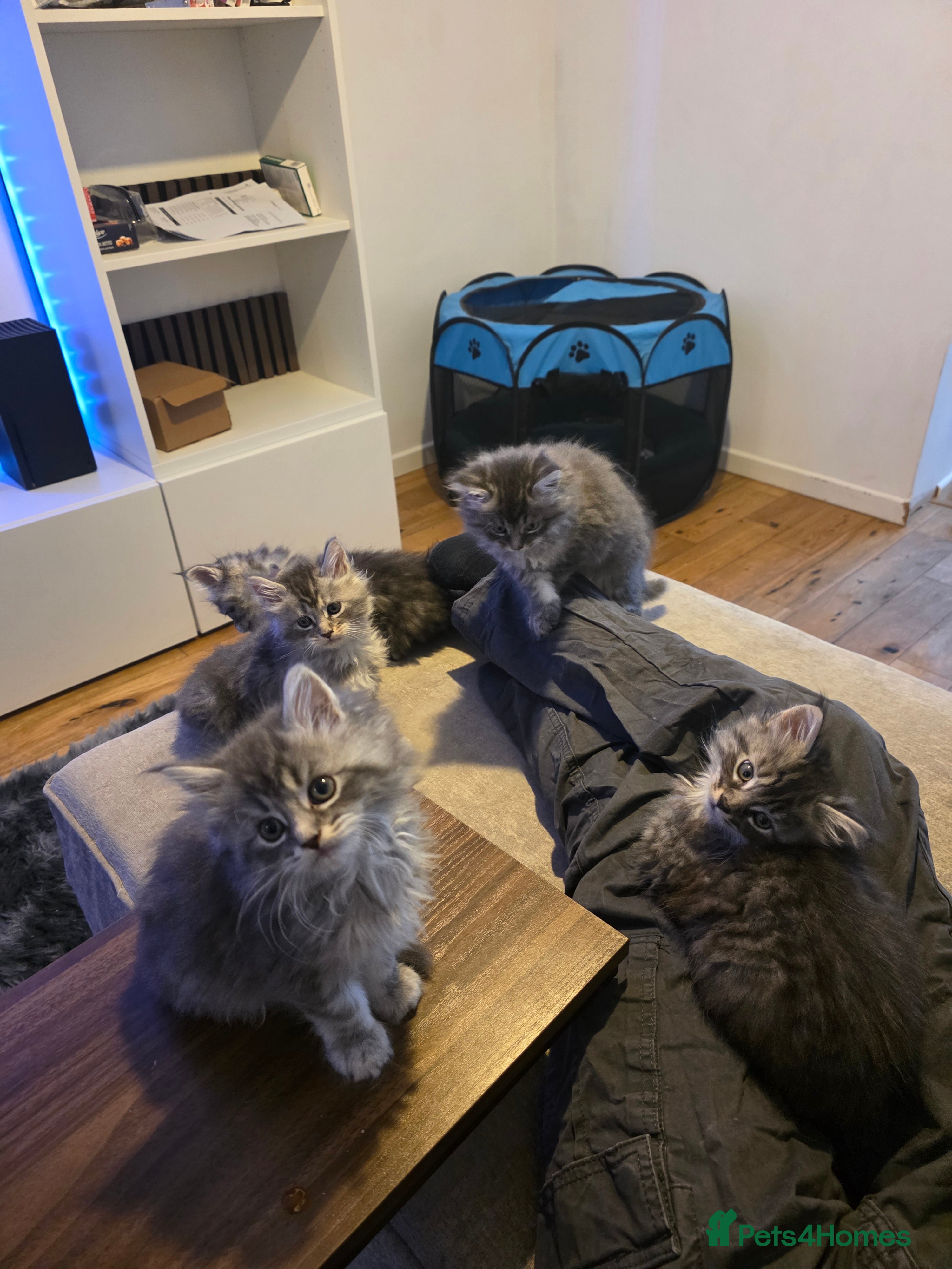 Maine Coon cats Pure maine coons kittens 2bs 3gs ready 14/2/26 - Advert 5