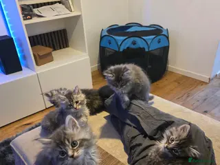 Maine Coon cats Pure maine coons kittens 2bs 3gs ready 14/2/26 - Advert 5