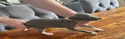 Italian Greyhound dogs for sale: Italian greyhound  - Advert 4