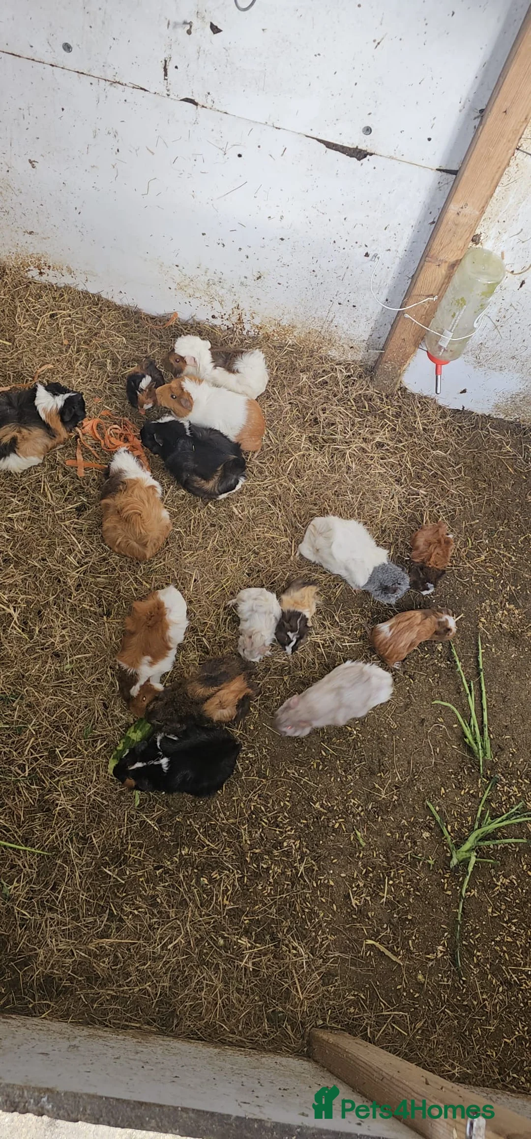 Guinea Pig rodents for sale: Mixed guinea pigs and pigeons - Advert 1