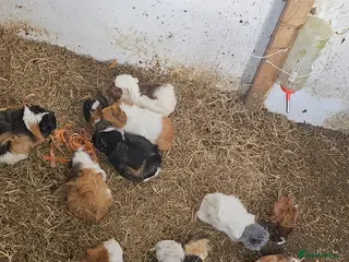 Guinea Pig rodents Mixed guinea pigs and pigeons in Leiston - Advert 8