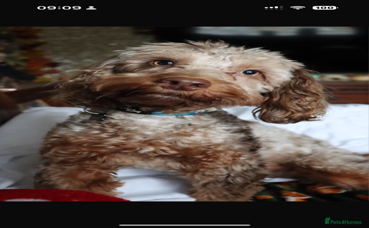 Cockapoo dogs - Advert 1