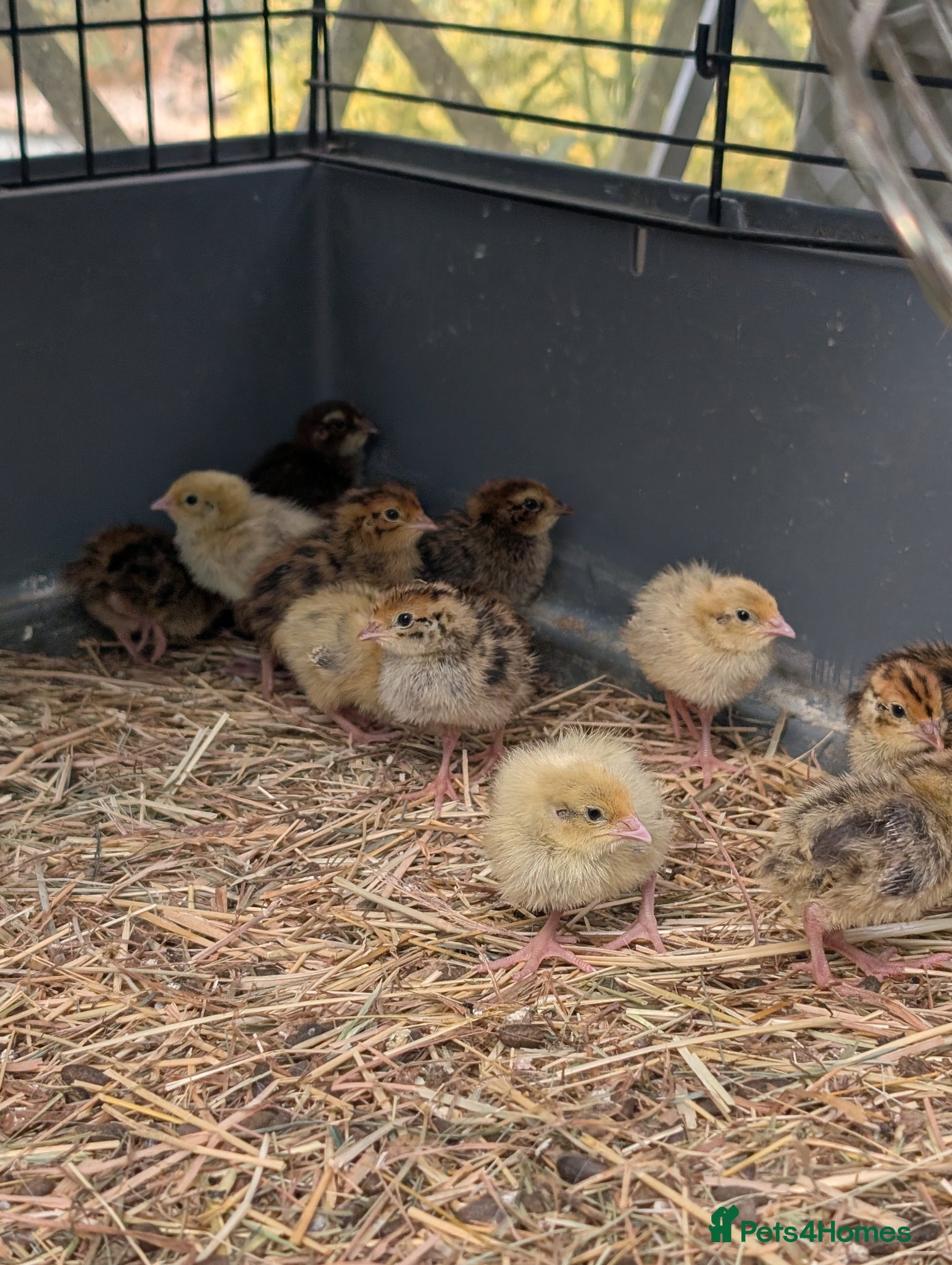 Quail poultry Quail chicks  - Advert 1