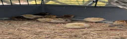 Quail poultry for sale: Quail chicks  - Advert 1