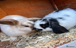 Mini Lop rabbits for sale: Mini lop bunnies  - Image 4