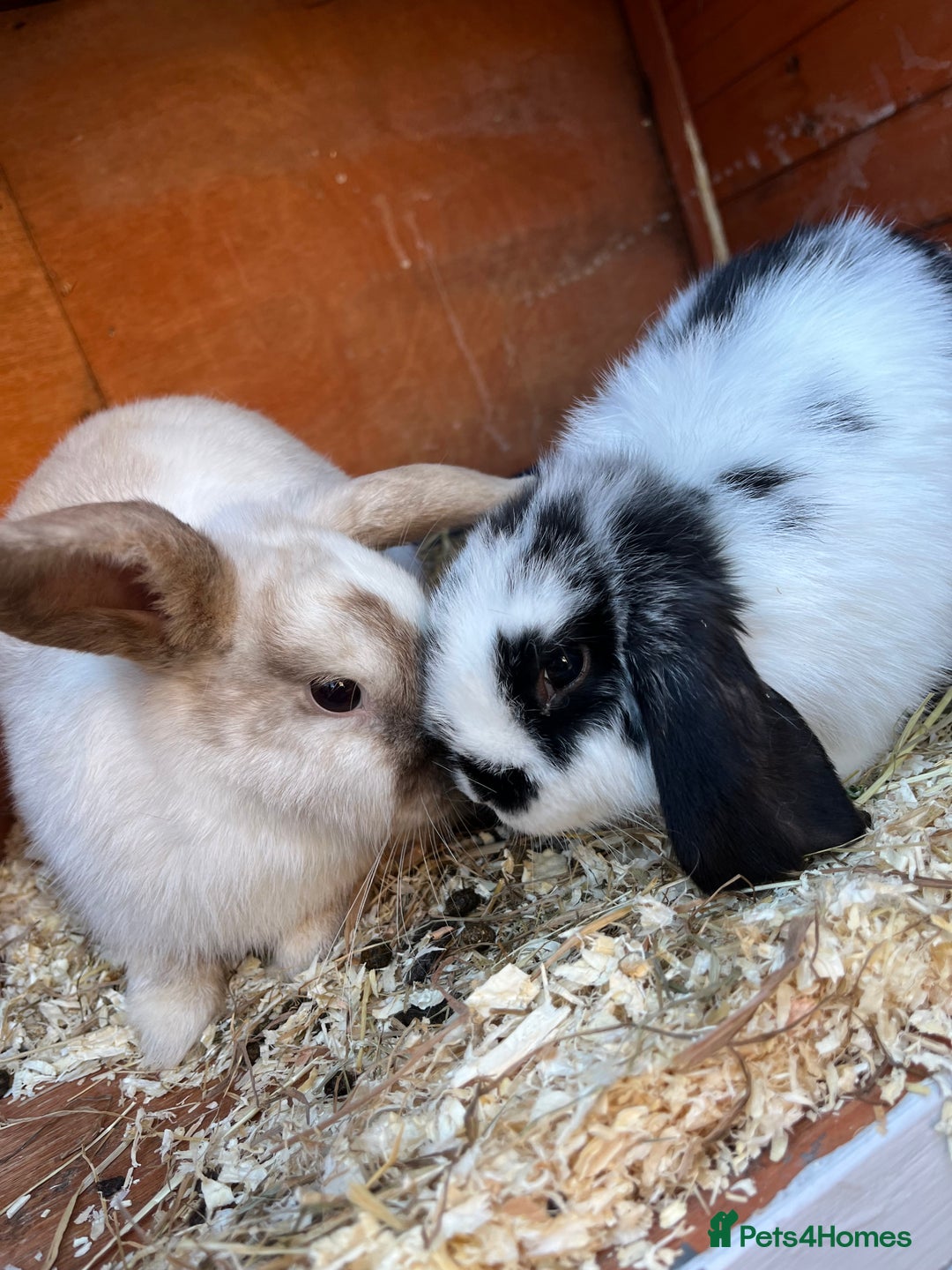 Mini Lop rabbits for sale: Mini lop bunnies  - Image 4