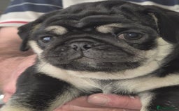 Pug dogs for sale: 2 KC Pug puppies available from a litter of 3. - Image 7