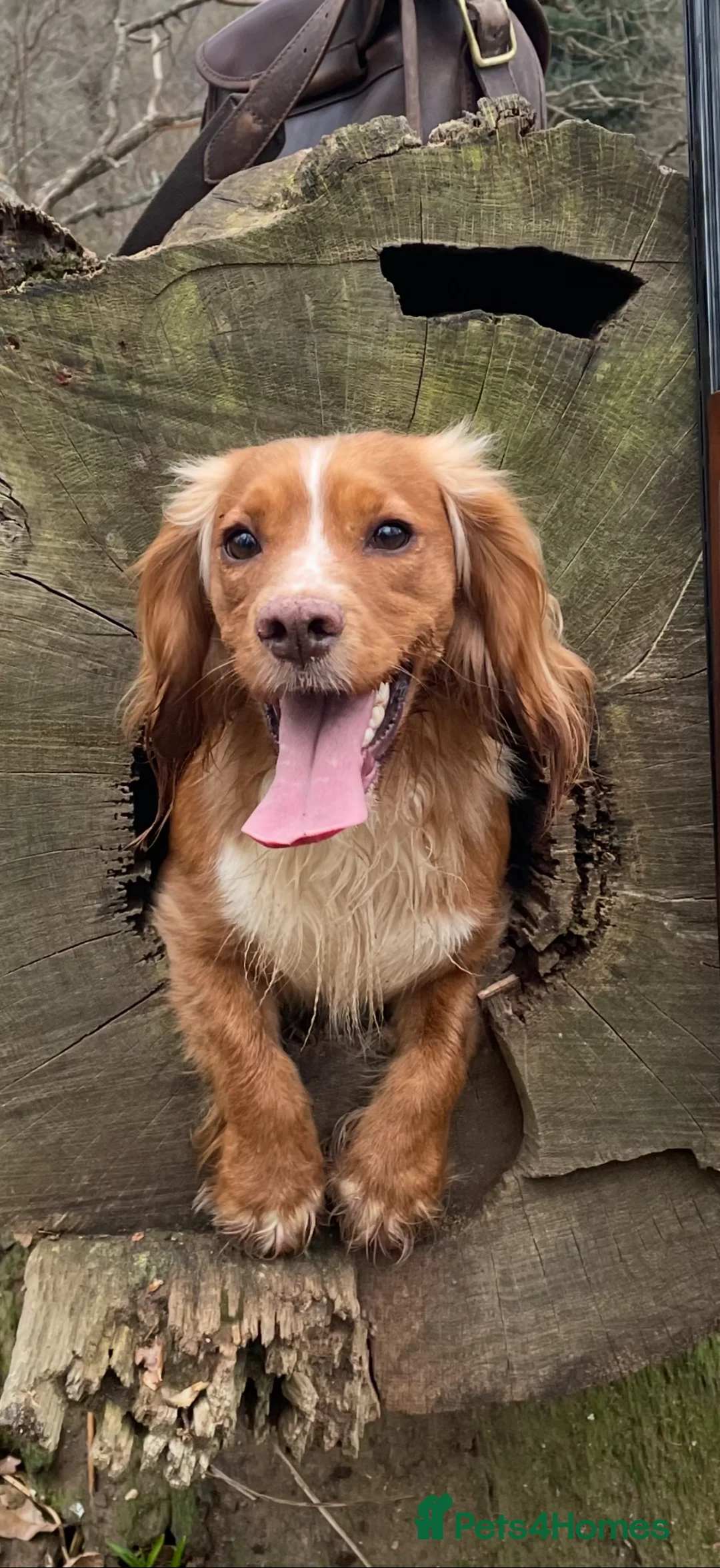 Cocker Spaniel dogs for sale: Cocker spaniel puppies - Advert 31