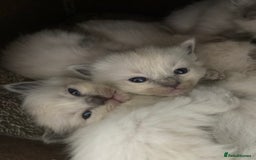 Ragdoll cats for sale: 5 Gorgeous TICA Ragdoll Kittens - Image 10