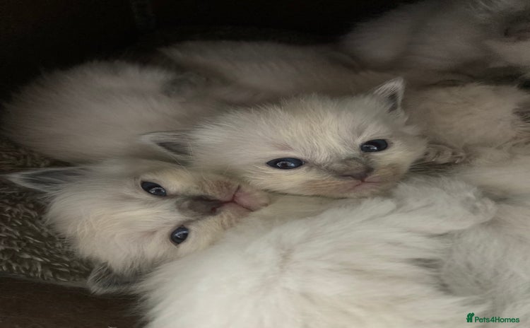 Ragdoll cats - Advert 10