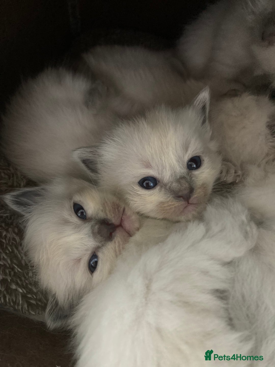 Ragdoll cats for sale: 5 Gorgeous TICA Ragdoll Kittens - Image 10