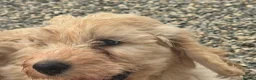 Cockapoo dogs for sale: Stunning Standard Cockapoos  - Advert 22