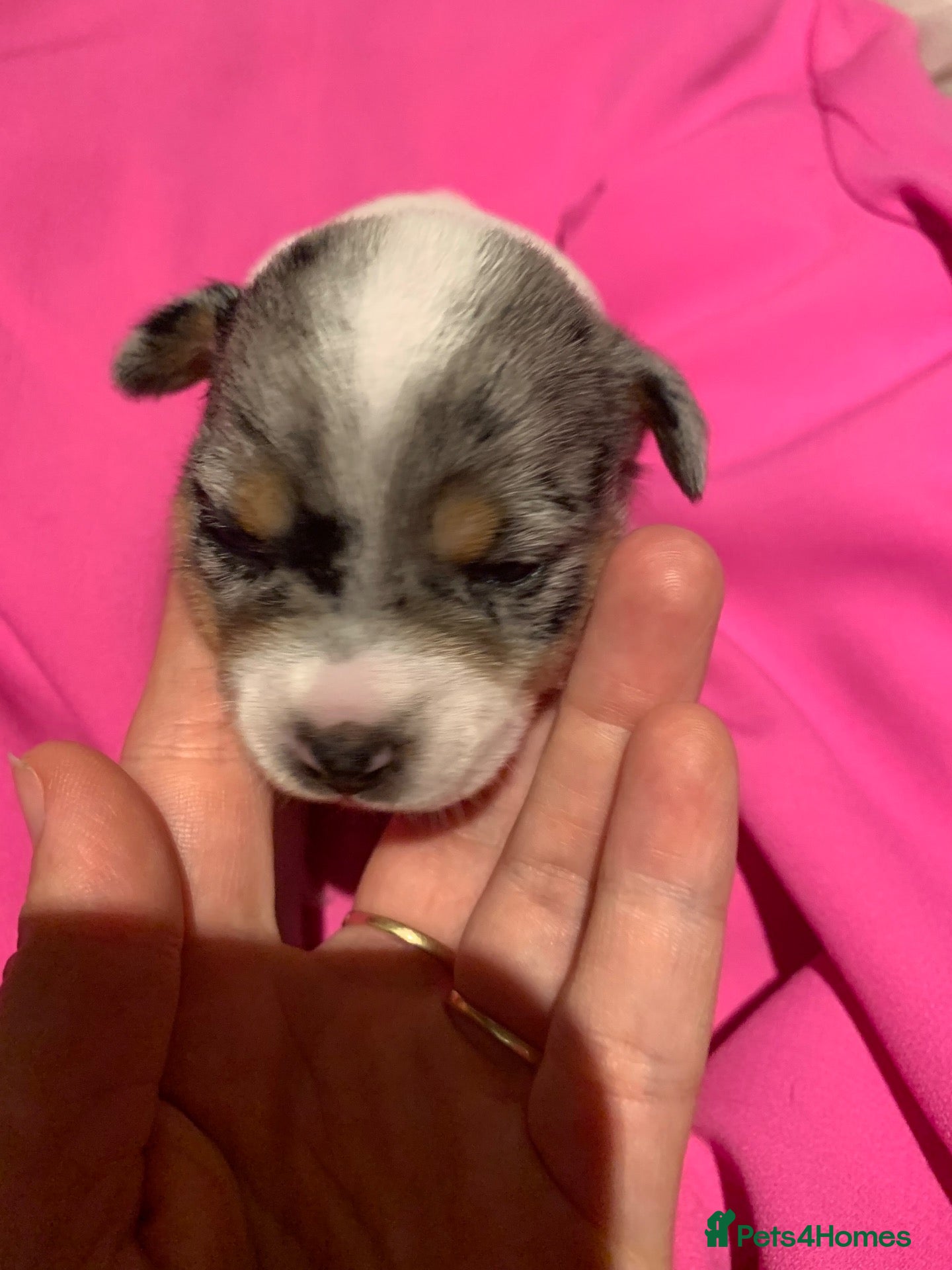 Jack Russell dogs Jack Russel blue merle - Advert 1