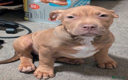 Mastiff dogs for sale: Absolutely Stunning Boy Available - Image 1