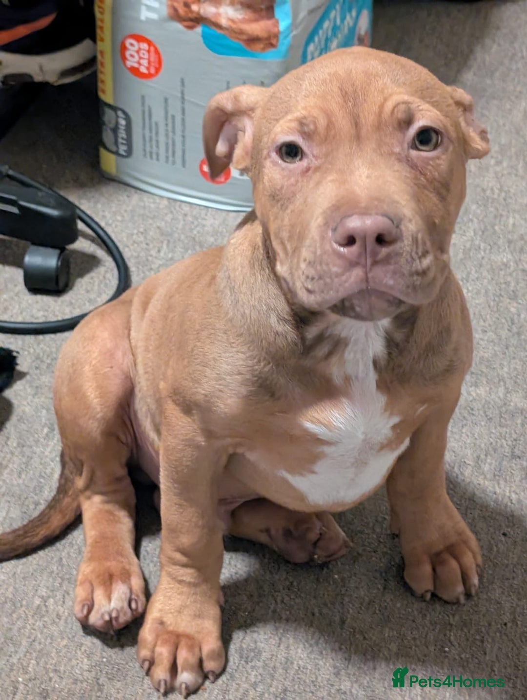 Mastiff dogs for sale: Absolutely Stunning Boy Available - Image 1