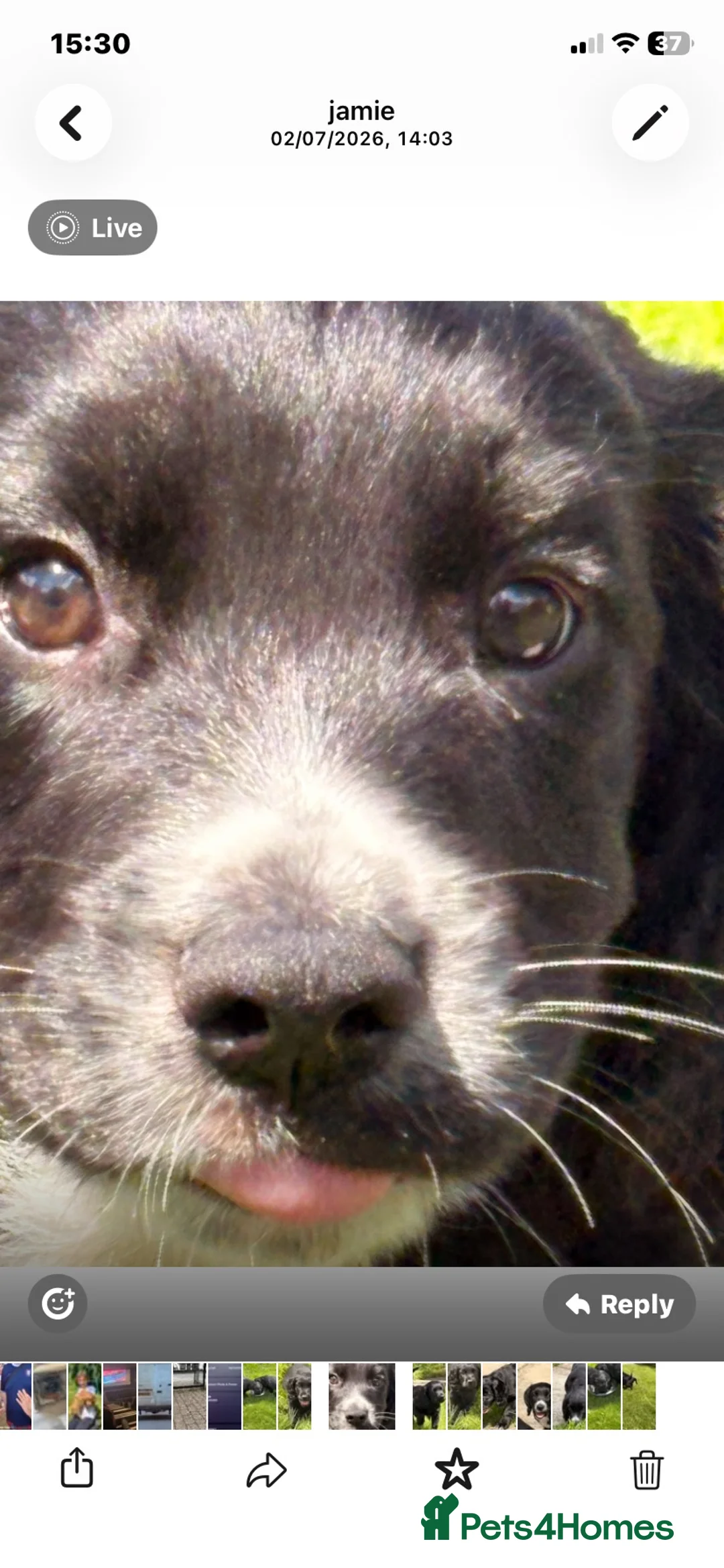 Cocker Spaniel dogs for sale: 2 boys remaining  - Advert 2