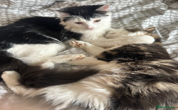 Mixed Breed cats - Advert 1