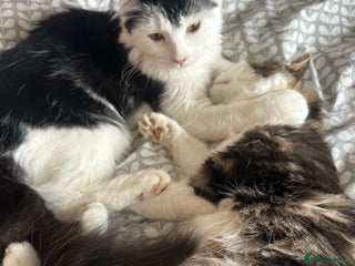 Mixed Breed cats - Advert 12