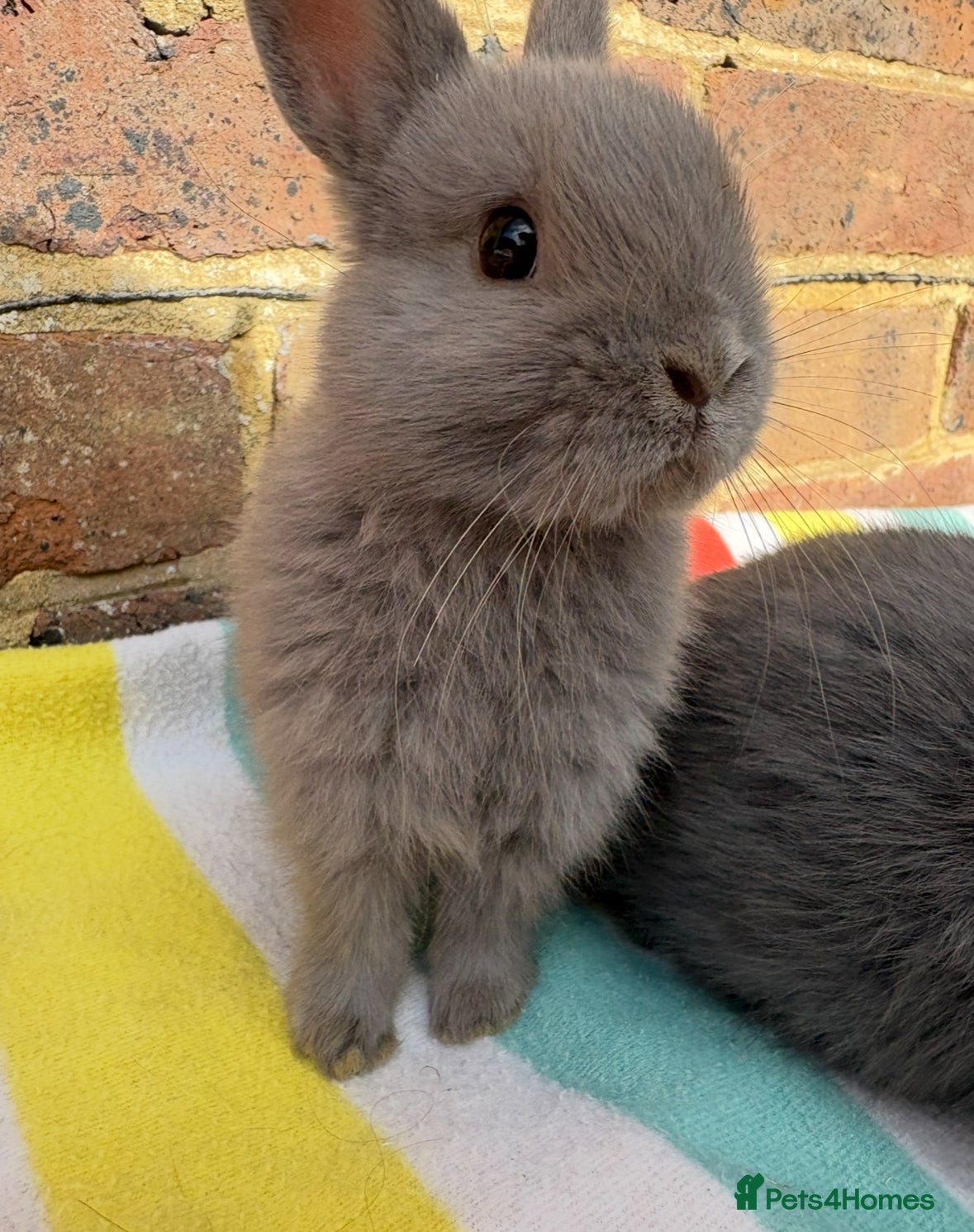 Netherland Dwarf rabbits Blue Male Netherland Dwarf bunny, ready to leave - Advert 2
