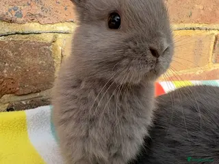 Netherland Dwarf rabbits Blue Male Netherland Dwarf bunny, ready to leave - Advert 2