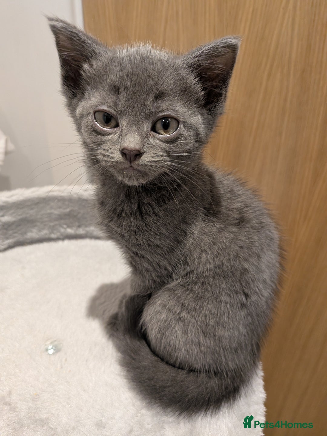 Russian Blue cats for sale: Male Russian blue kitten  - Advert 3