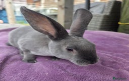 Rex rabbits for sale: 🐰🩵Stunning mini rex baby boy  - Image 1