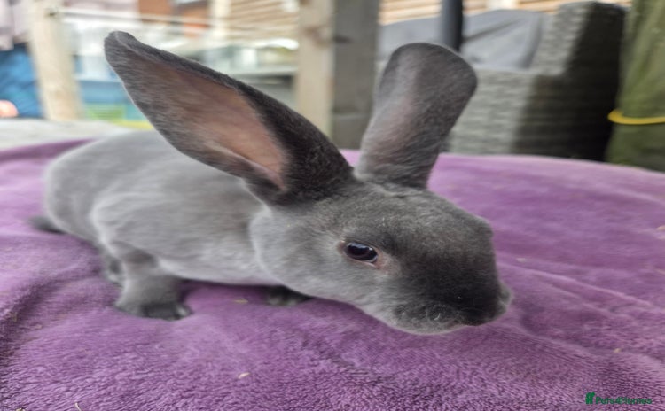 Rex rabbits - Advert 1