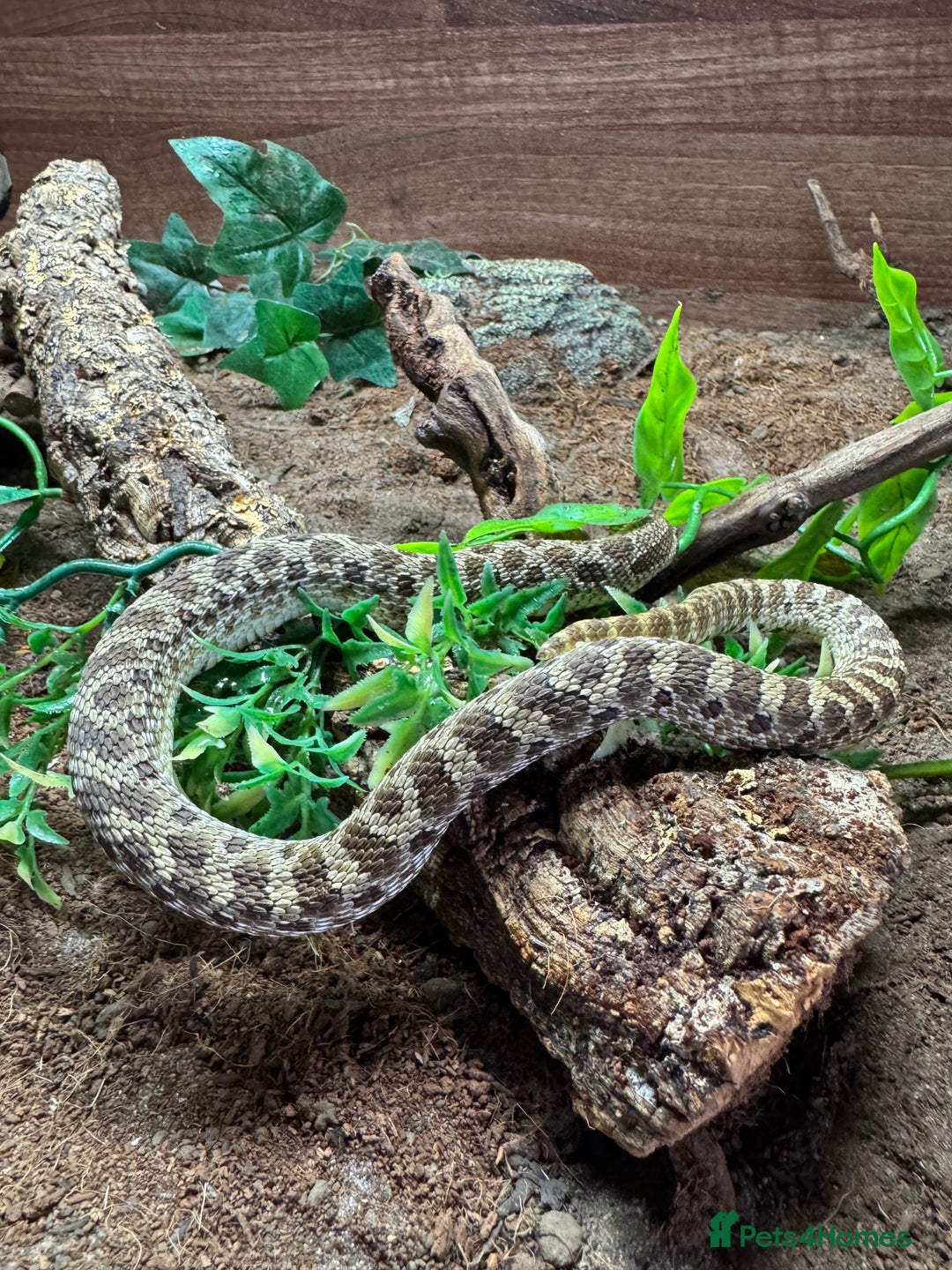 Snake reptiles for sale: Male Hognose with set up - Advert 2