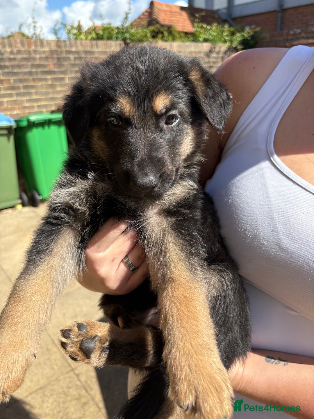 German Shepherd dogs for sale: German Shepherd Puppies - Image 20