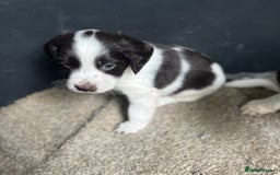 Cocker Spaniel dogs for sale: 2 boy spaniel puppies - Image 5