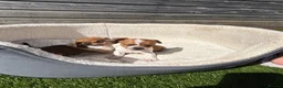 Jackshund dogs for sale: 🐾 Adorable Chiweenie Puppies - Advert 11