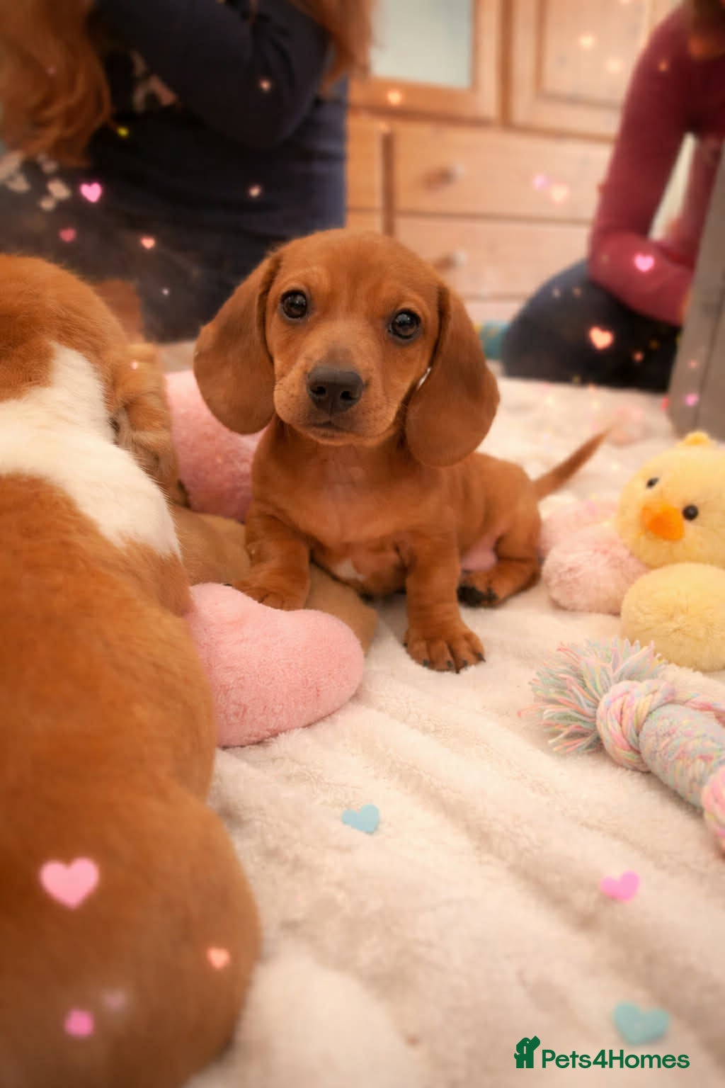 Miniature Dachshund dogs Pra hereditary clear dachshund pups - Advert 1