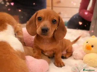 Miniature Dachshund dogs Pra hereditary clear dachshund pups - Advert 1