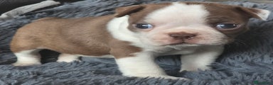 Boston Terrier Puppy 4