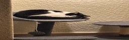 British Shorthair cats for sale: Maeve & Bean - Advert 6