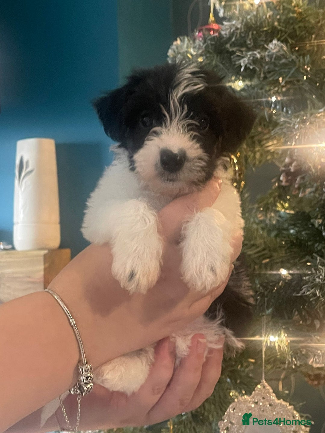Mixed Breed dogs for sale: Beautiful jack chon puppies  - Advert 3
