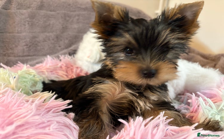 Yorkshire Terrier dogs - Advert 4