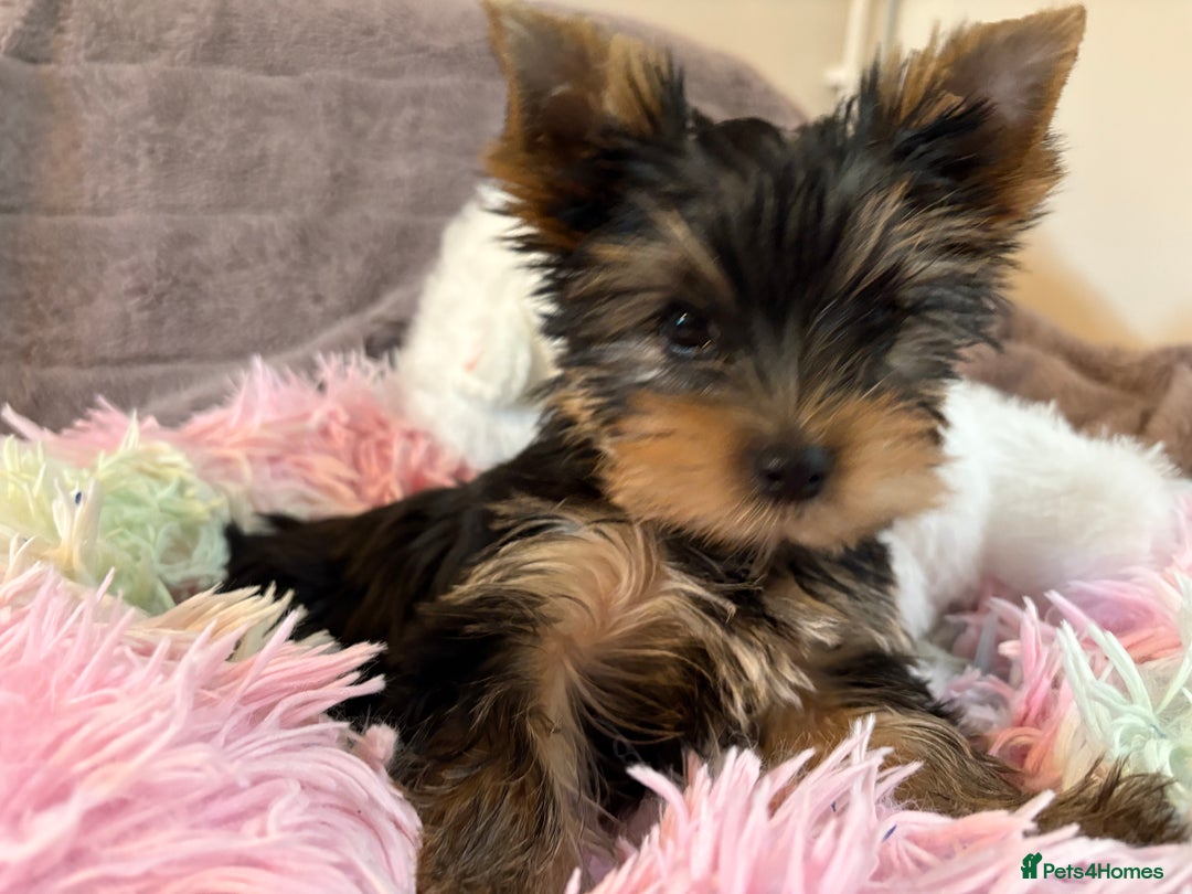 Toy Teacup Yorkshire Terrier Puppies Tea Cup Large Yorkies For