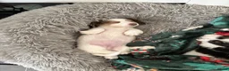 Dachshund dogs for sale: MINIATURE DACHSHUND GIRL LEFT FOR LOVING HOME - Advert 6