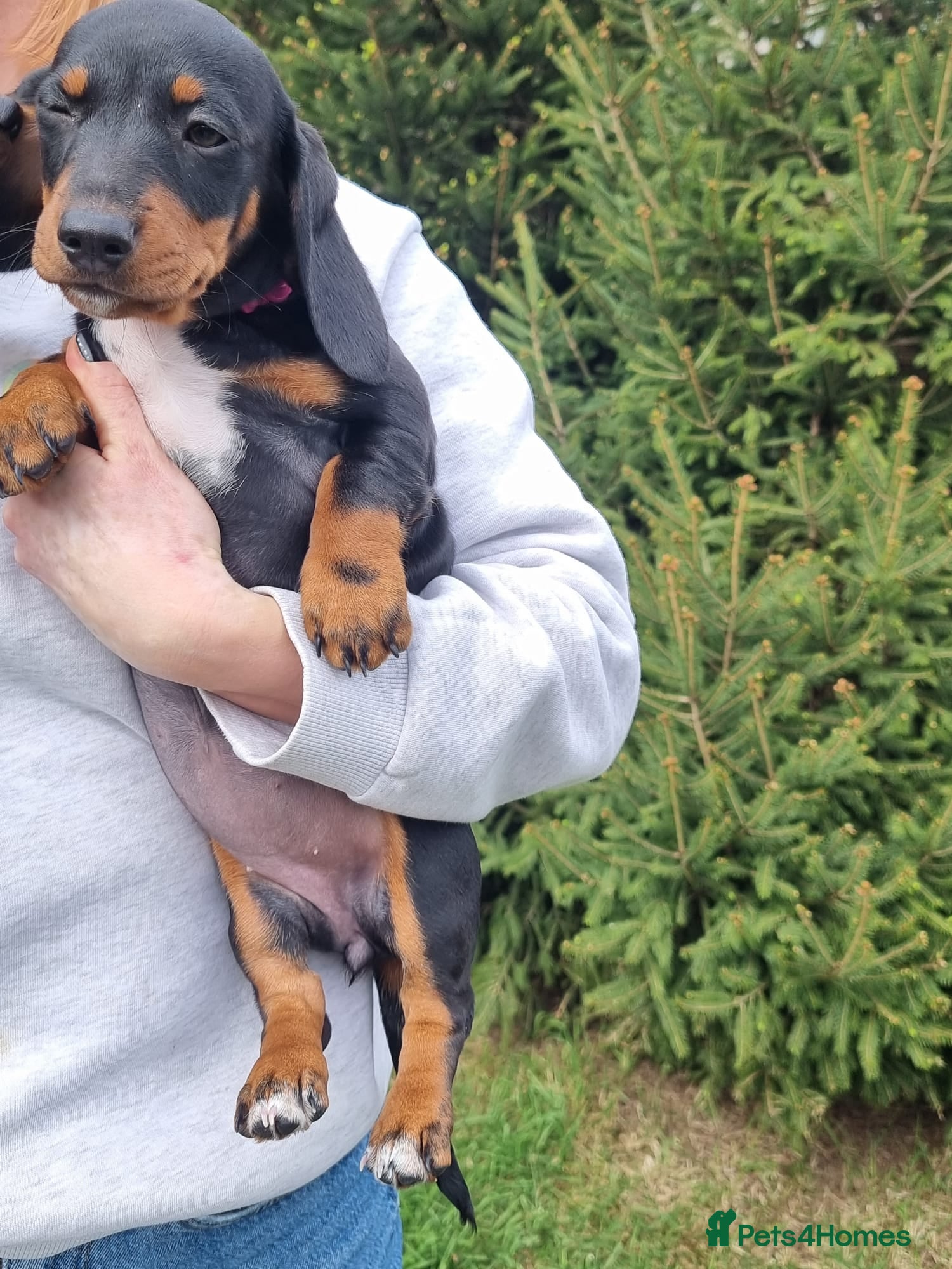 Dachshund dogs for sale: Standard dachshund  - Advert 19