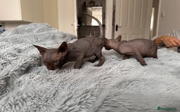 Sphynx cats for sale: Four 😍 SPHYNX kittens  - Image 6