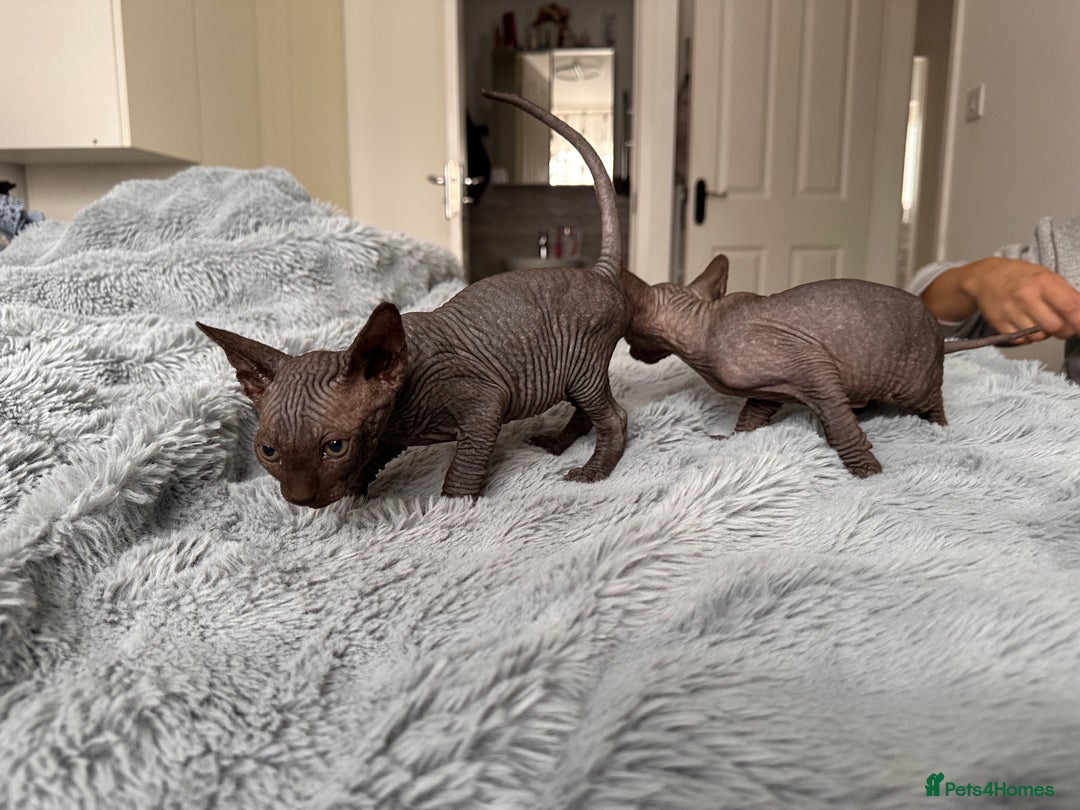 Sphynx cats for sale: Four 😍 SPHYNX kittens  - Image 6