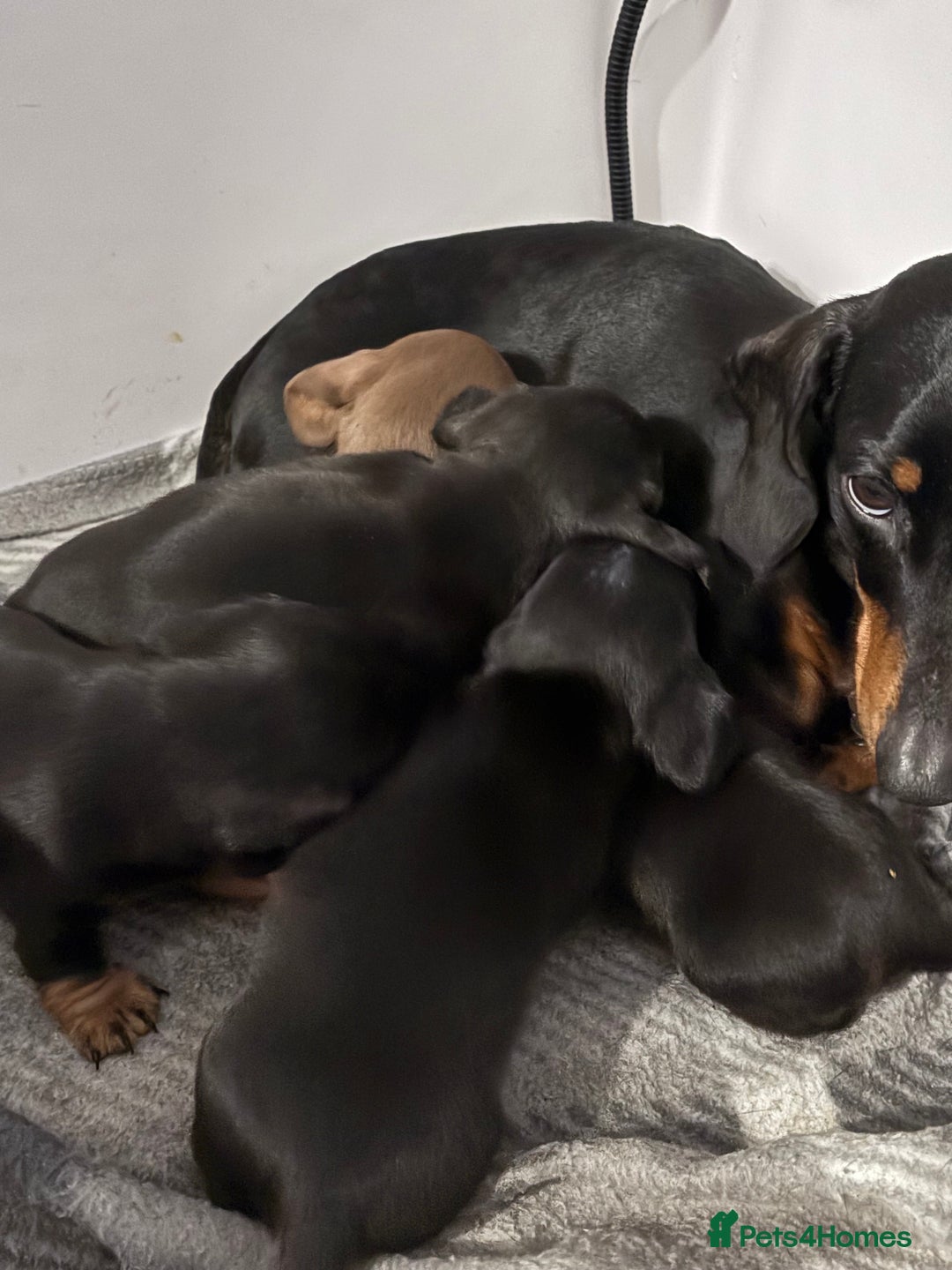 Miniature Dachshund dogs for sale: 4 Beautiful short haired mini Dachshunds  - Advert 7