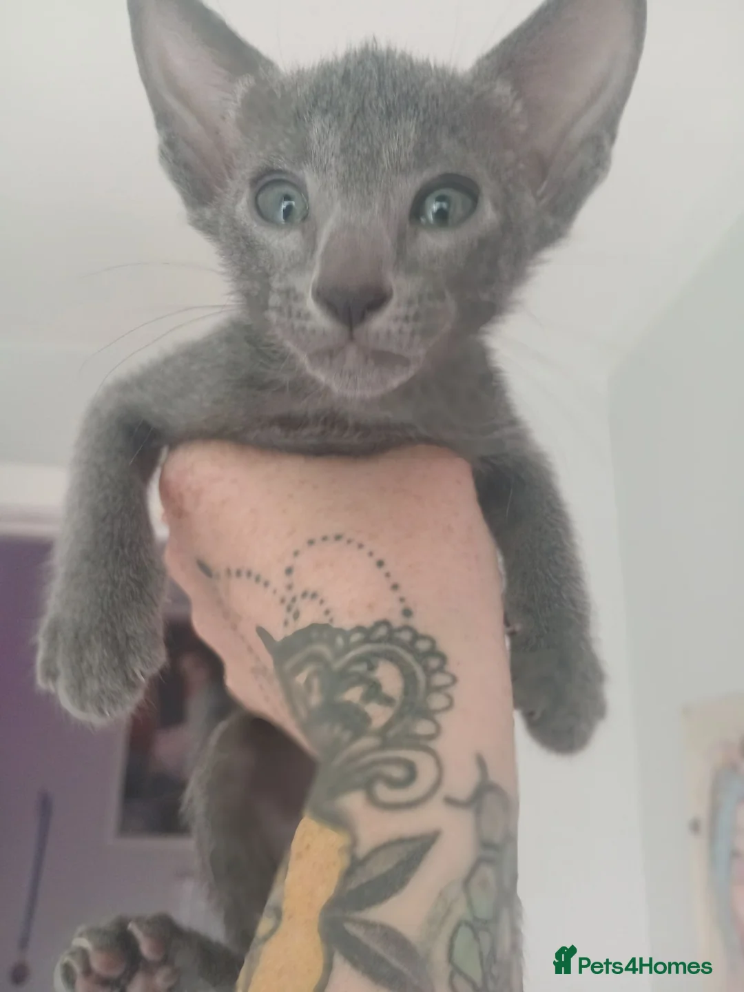 Siamese cats for sale: 4x male siamese/oriental kittens for sale - Advert 7