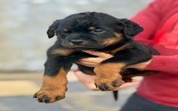 Rottweiler dogs for sale: 5 Generation pedigree  in Lanark - Image 15