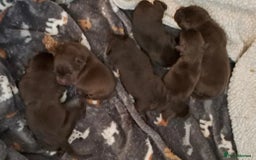 Labrador Retriever dogs for stud: Chocolate Labrador For Stud in Burnley - Image 11