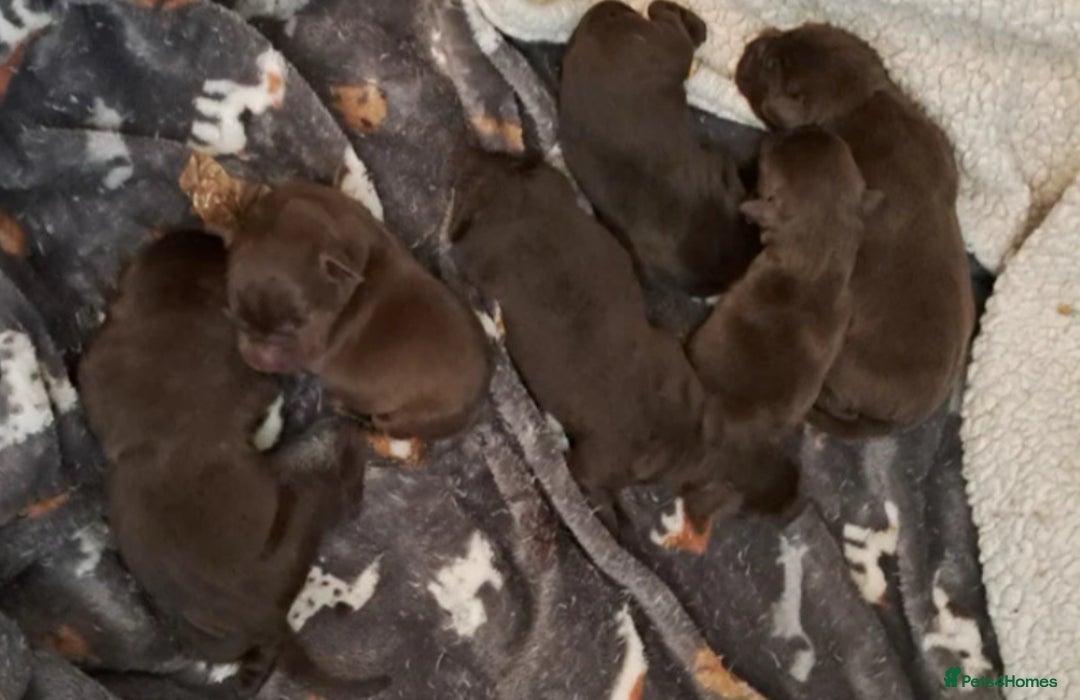 Labrador Retriever dogs for stud: Chocolate Labrador For Stud in Burnley - Image 11