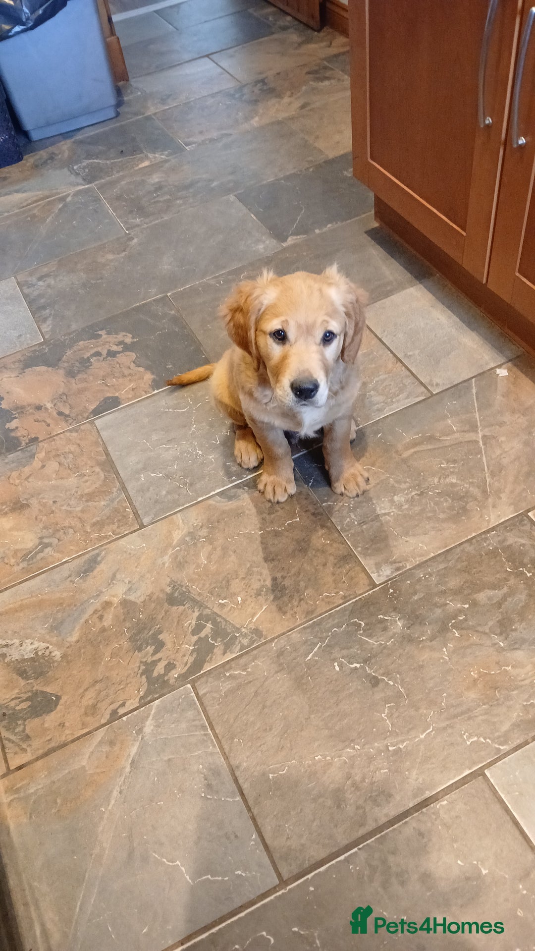 Golden Retriever dogs for sale: Golden retriever puppy - Image 6