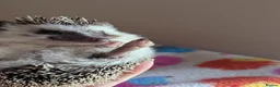 Pygmy Hedgehog rodents for sale: Gorgeous Hoglets Ready to Reserve Now - Advert 7
