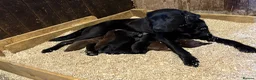 Springador dogs for sale: 8 Springador Puppies - Advert 3